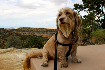 Hairy dog against mountain