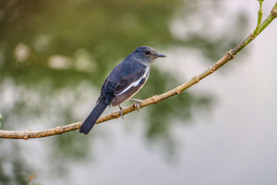 Close-up of bird perching on branch