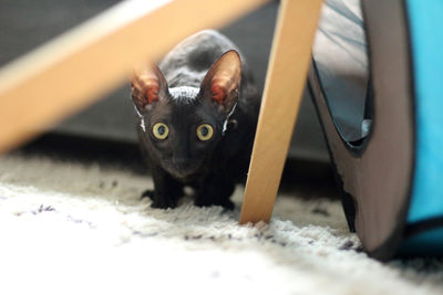 Close-up portrait of black cat