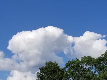 Low angle view of tree against sky