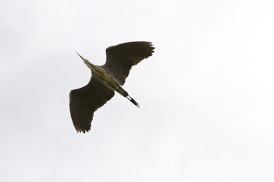 Low angle view of bird flying against clear sky