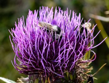 Close-up of honey bee on thistle