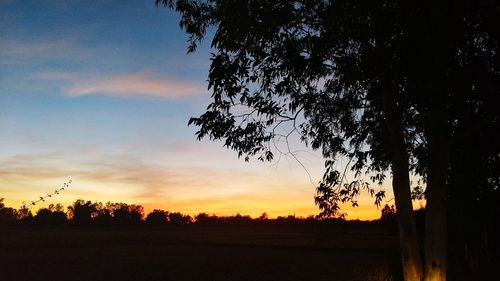 Silhouette trees on field against sky at sunset