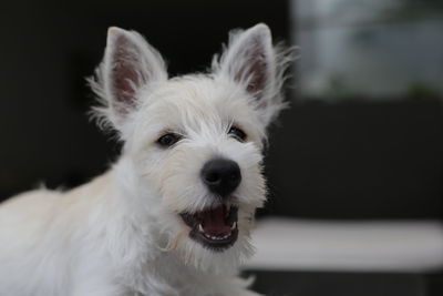 Close-up portrait of white dog at home