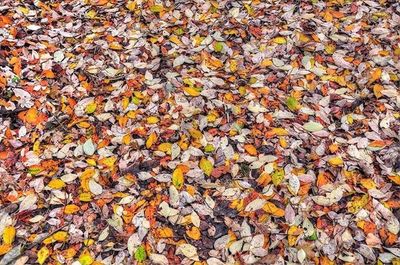 Full frame shot of fallen leaves