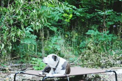 Close-up of dog against plants