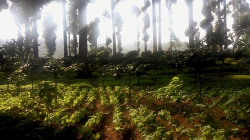 Scenic view of trees growing on field against sky