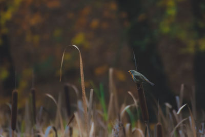 Close-up of bird perching on plant