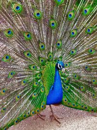 Peacock with fanned out on road