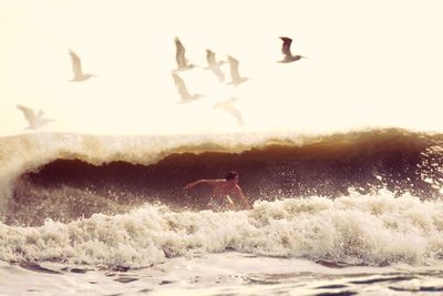 View of birds in water