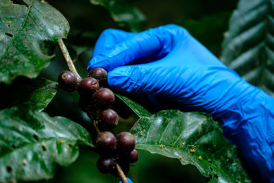 Close-up of hand holding berries