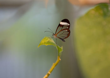 Close-up of butterfly on leaf