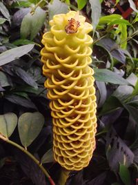 Close-up of yellow flowers