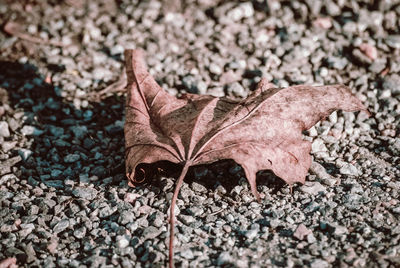 High angle view of dry maple leaf on pebbles