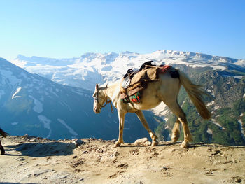 View of a horse on mountain