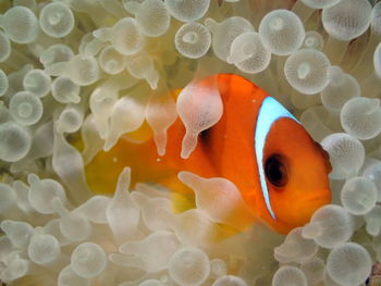 Close-up of fish swimming in sea