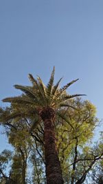 Low angle view of palm tree against clear blue sky