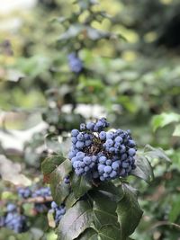 Close-up of fruit growing on plant