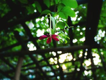 Close-up of flowers blooming on tree
