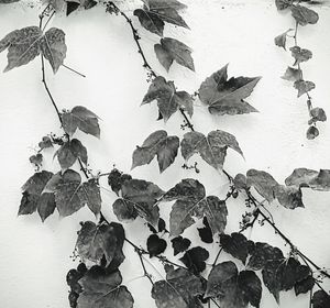 Close-up of dry leaves on plant against wall