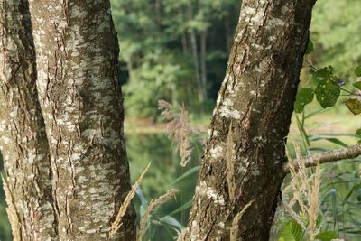 Close-up of bamboo tree trunk in forest