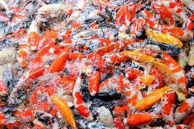 High angle view of koi carps swimming in lake