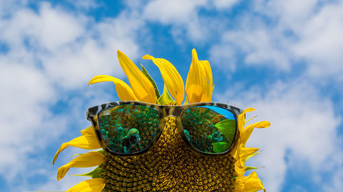 Close-up of yellow sunflower against cloudy sky