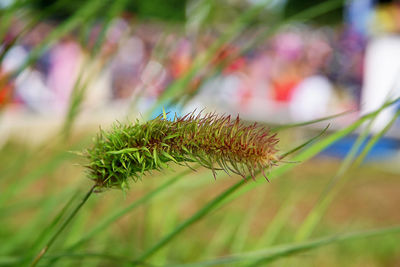 Close-up of plant on field