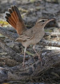 Close-up of bird perching