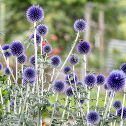 Close-up of purple flowering plant