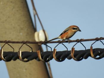 Low angle view of bird perching on metal against sky