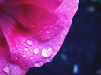 Close-up of raindrops on pink flower