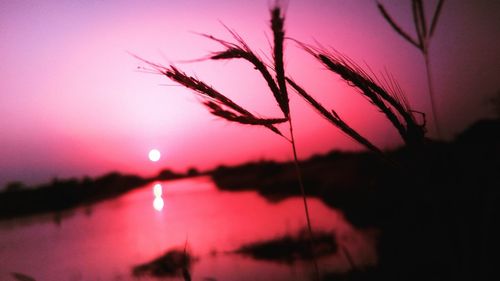 Close-up of silhouette plants against sky at sunset