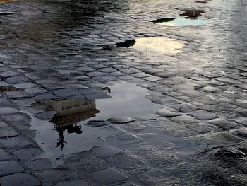 Reflection of birds in puddle