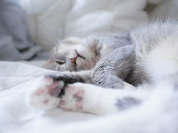 Close-up of cat relaxing at home