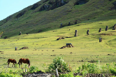The foothill of rano raraku volcano where the moai statues were made on easter island, chile