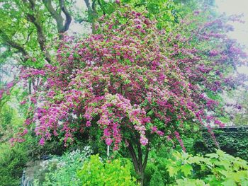 Close-up of pink flowering plants in park