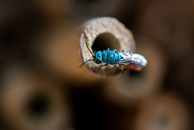 Close-up of insect