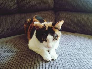 Portrait of cat relaxing on sofa at home