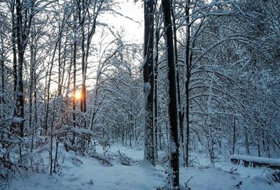 Snow covered trees in forest