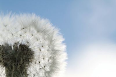 Close-up of white dandelion