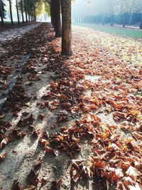 Sunlight falling on autumn leaves in forest