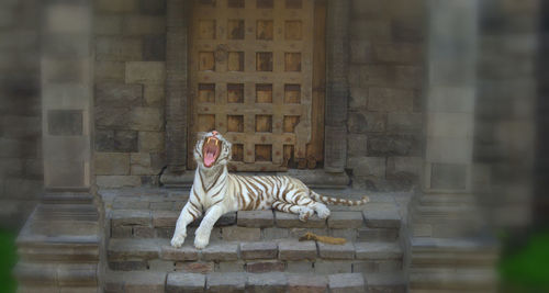 View of tiger at built structure