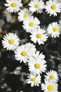 Close-up of yellow flowers blooming outdoors