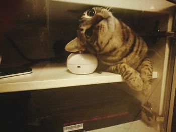 Cat in kitchen