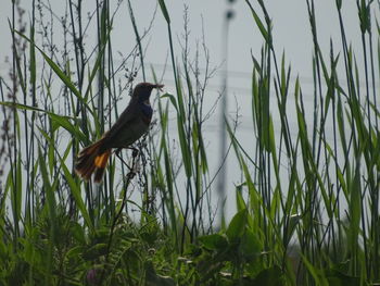 Bird perching on grass