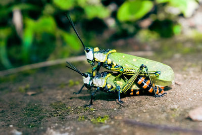 Close-up of insect