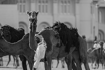 Side view of horse standing outdoors