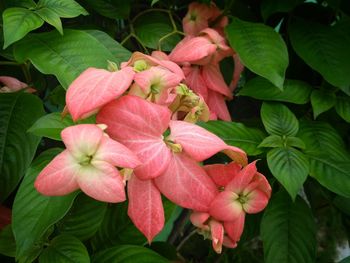 Close-up of pink flowers