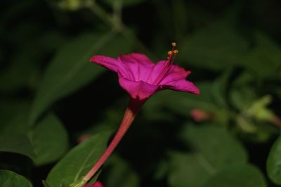 Close-up of pink flower blooming outdoors
